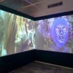 install shot, her eyes were as black as coal, sound, video and sculptural installation by virginia barratt and francesca da rimini, hudson gallery, new york, 2019